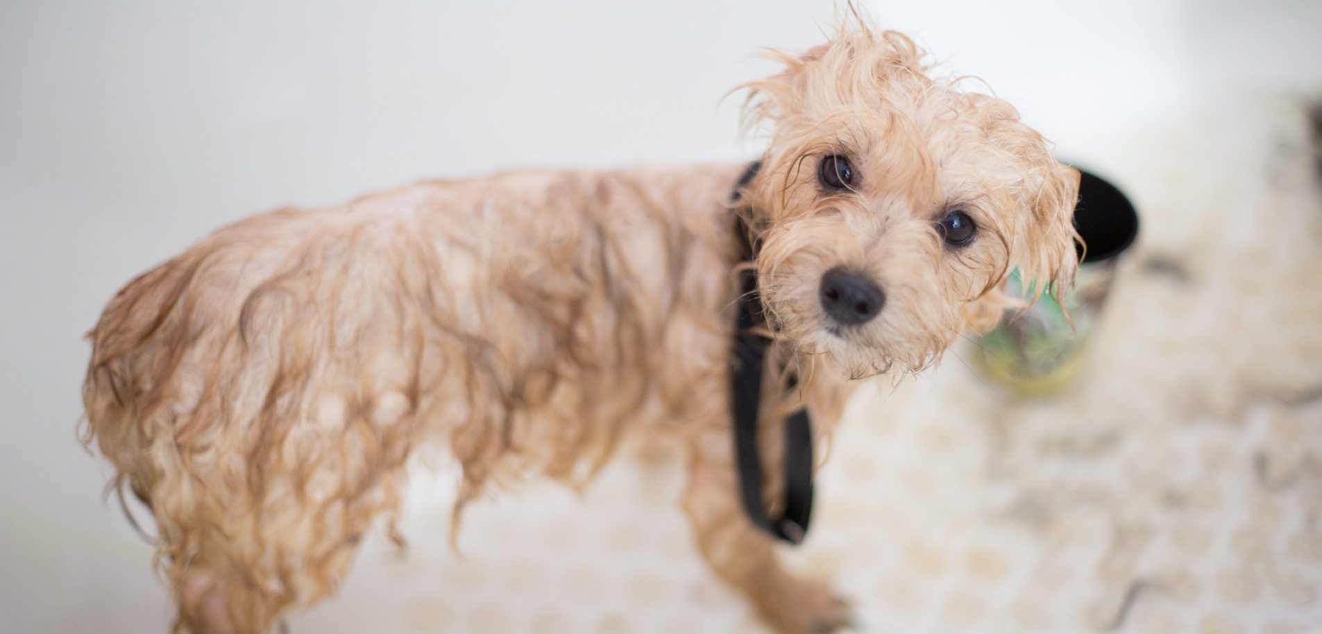 wet dog
